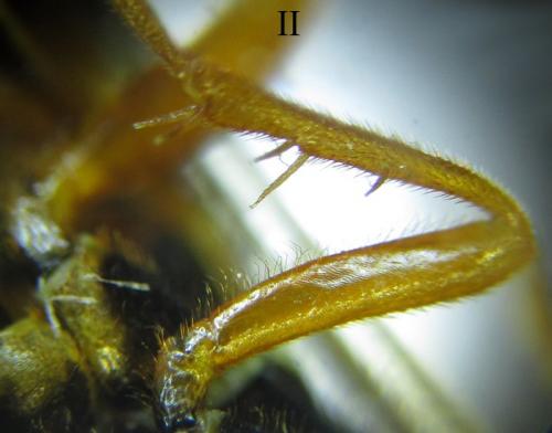 Cephalcia abietis