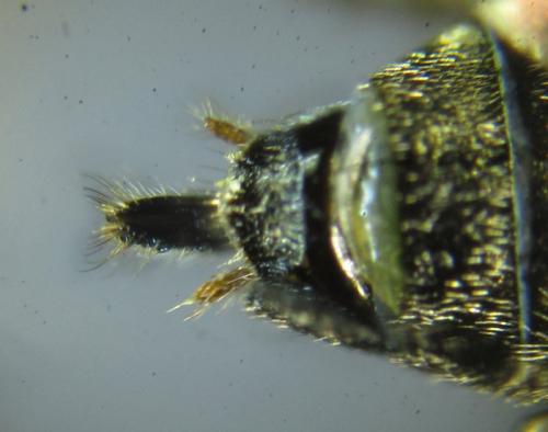 Réf. 259 938 : Dolerus aeneus