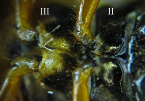 Cephalcia abietis