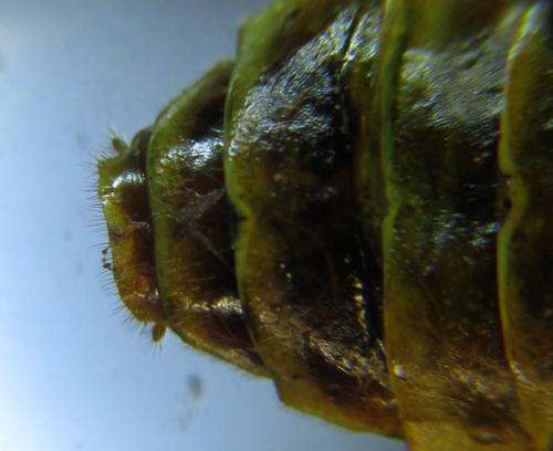 Cephalcia abietis