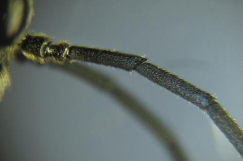 Dolerus aeneus
