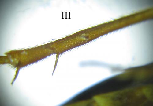 Cephalcia abietis