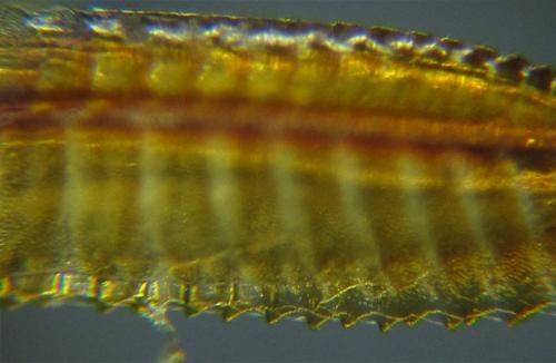 Dolerus aeneus