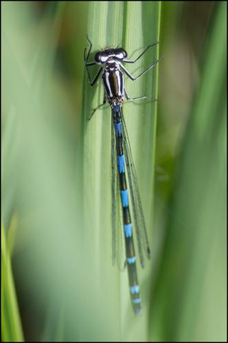 Réf. 259 193 : Coenagrion pulchellum