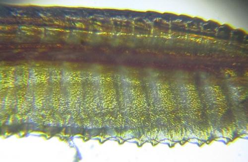 Dolerus aeneus