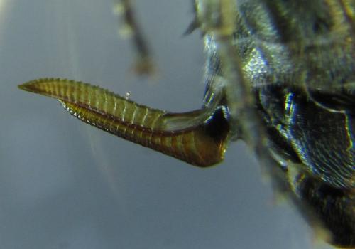 Réf. 259 942 : Dolerus aeneus