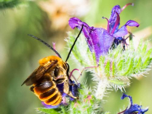 Réf. 259 377 : Eucera pollinosa