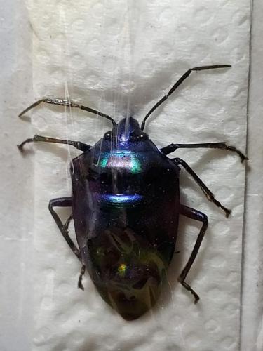 Réf. 259 244 : Scutellerinae inconnu