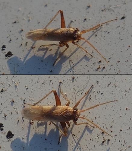 Dimorphocoris sp.