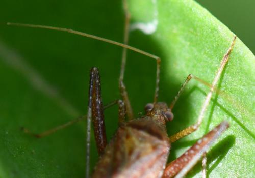 Phytocoris sp.