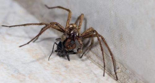 Pisaura mirabilis