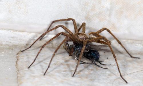 Réf. 259 470 : Pisaura mirabilis