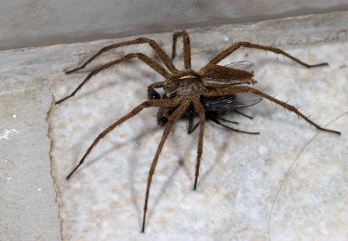 Pisaura mirabilis