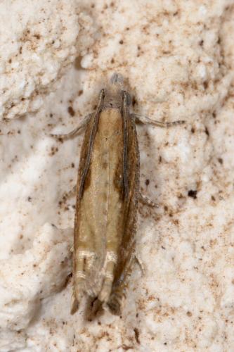 Réf. 259 041 : Eucosma obumbratana