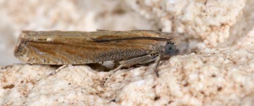 Réf. 259 042 : Eucosma obumbratana