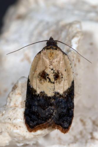 Réf. 259 307 : Acleris variegana