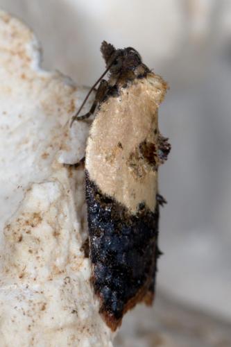 Réf. 259 308 : Acleris variegana