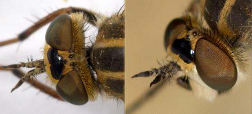 Réf. 259 240 : Thereva microcephala