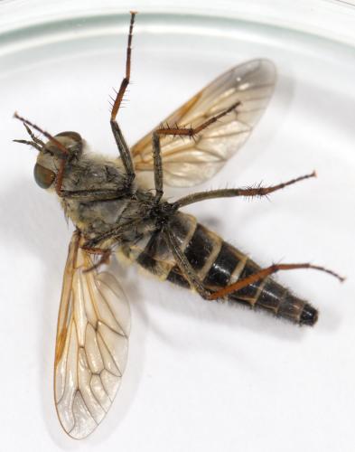 Réf. 259 208 : Thereva microcephala
