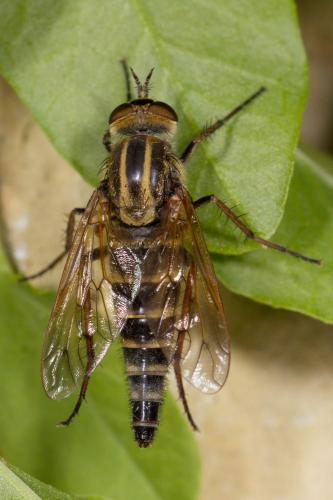 Réf. 259 206 : Thereva microcephala