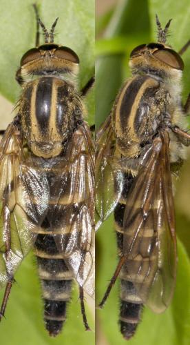 Réf. 259 741 : Thereva microcephala