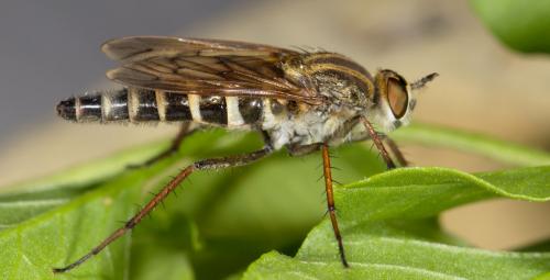 Réf. 259 207 : Thereva microcephala