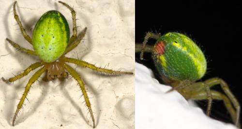 Araniella (cucurbitina-opisthographa)