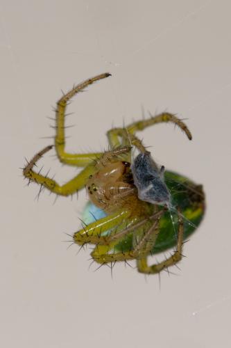 Araniella (cucurbitina-opisthographa)
