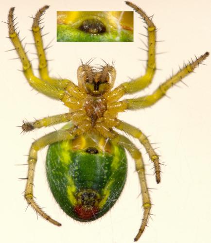 Araniella (cucurbitina-opisthographa)
