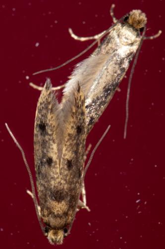 Niditinea sp.