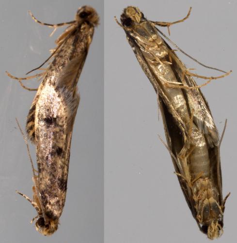 Niditinea sp.
