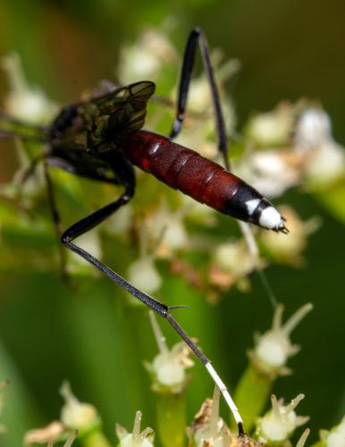 Cryptinae