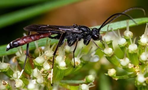 Cryptinae