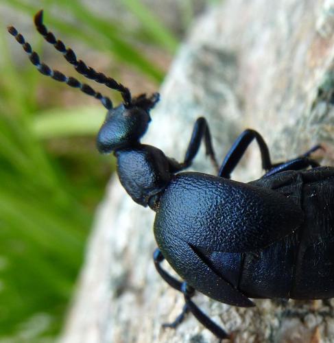 Réf. 259 605 : Meloe violaceus