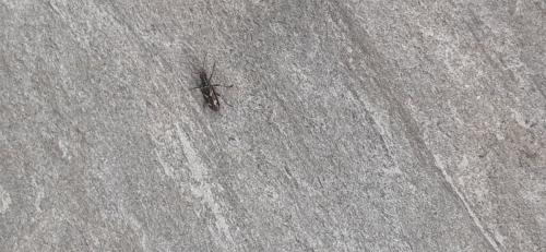 Rhagium bifasciatum
