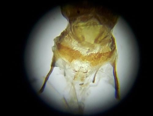 Réf. 259 155 : Cnephasia stephensiana