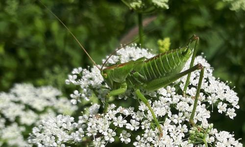 Réf. 259 144 : Tettigonia viridissima