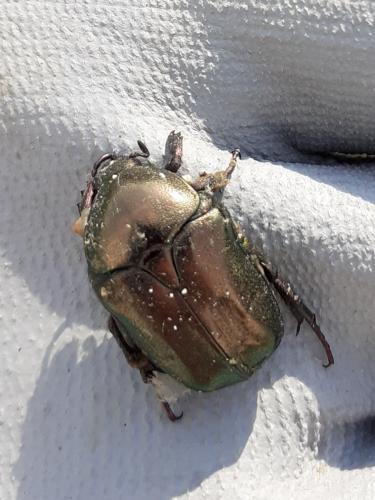 Réf. 259 604 : Potosia cuprea