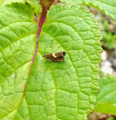 Réf. 259 688 : Dichrorampha petiverella