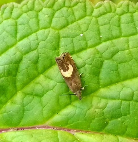Dichrorampha petiverella