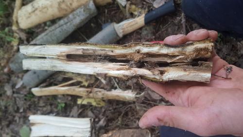 Réf. 259 727 : Saperda carcharias