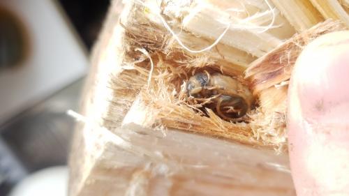 Réf. 259 728 : Saperda carcharias