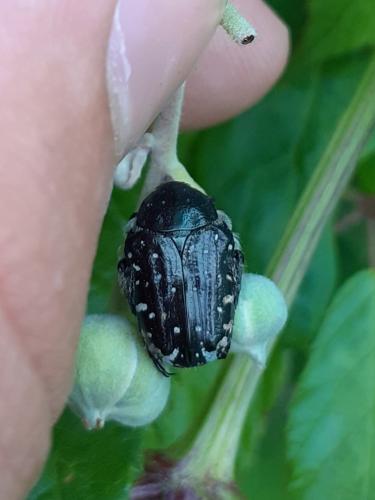 Oxythyrea funesta