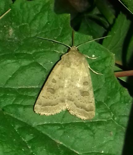 Hoplodrina sp.