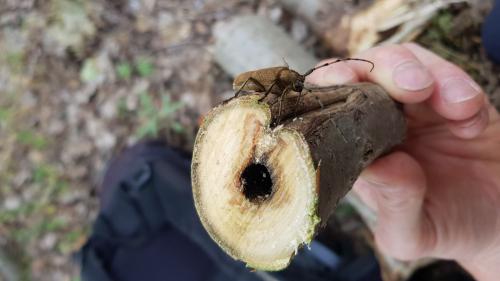 Réf. 259 903 : Saperda carcharias
