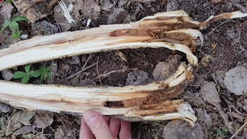 Réf. 259 906 : Saperda carcharias