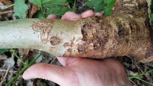 Réf. 259 907 : Saperda carcharias