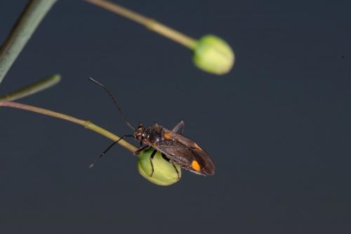 Réf. 259 568 : Capsodes flavomarginatus