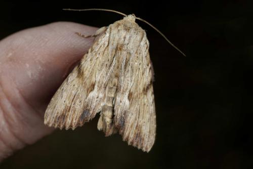 Réf. 259 305 : Apamea lithoxylaea