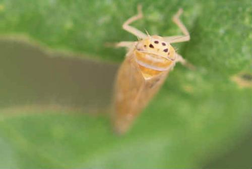 Réf. 259 592 : Anoplotettix sp.
